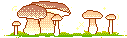 a cozy group of mushrooms take it all in
